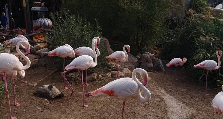 Groupe de flamants roses se tenant debout et se lissant les plumes sur un sol boueux dans un habitat zoologique