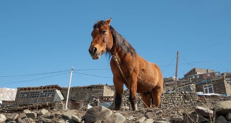 Un cheval brun se tient sur un terrain rocheux dans un village de montagne sous un ciel bleu éclatant.