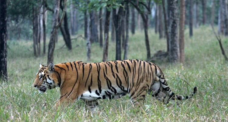 Ein Bengaltiger schreitet verstohlen durch hohes Gras und Teakwald im Ranthambore-Nationalpark.