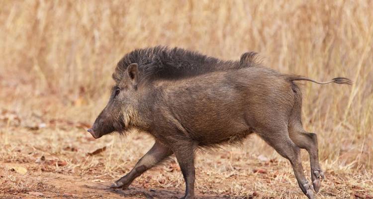 Ein Wildschwein trabt durch trockenes Grasland in Indiens Ebenen.
