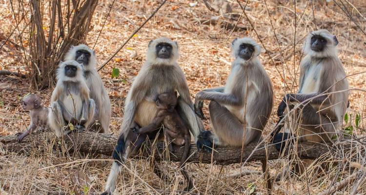 Eine Gruppe grauer Langur-Affen sitzt auf einem umgestürzten Baum in trockenem Waldland, während die erwachsenen Tiere ihre Jungen wiegen.