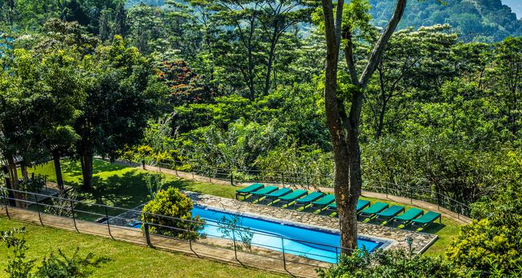 Piscine privée avec des transats verts nichée dans un dense feuillage de jungle.