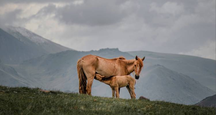 Jument allaitant son poulain sur une crête herbeuse avec des montagnes brumeuses en arrière-plan
