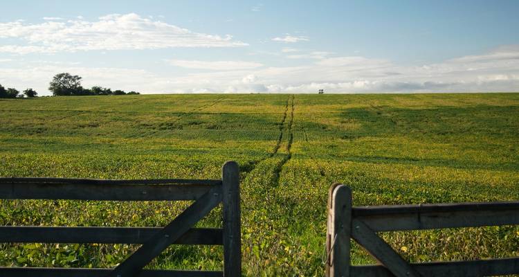 Holztor öffnet sich zu weiten grünen und gelben Feldern, die sich unter einem blauen Himmel im ländlichen Uruguay erstrecken.