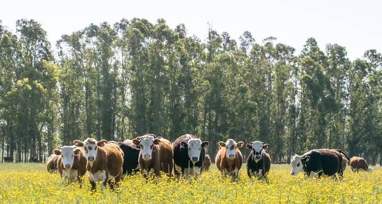 Reihe neugieriger Rinder steht inmitten gelber Wildblumen mit hohen Bäumen, die eine grüne Kulisse bilden.