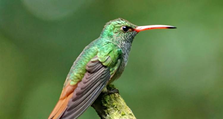 Bright green hummingbird with red bill resting on mossy twig against blurred jungle backdrop.