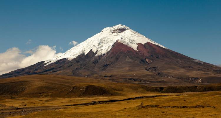 Snow-covered Cotopaxi volcano rising above golden Andean highlands under clear blue sky.