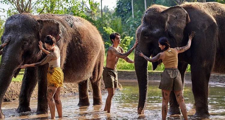 Travelers wash and brush elephants in a shallow jungle river.