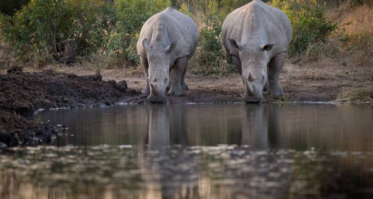 Zwei indische Panzernashörner trinken ruhig am Rand eines spiegelnden Wasserlochs in der Abenddämmerung.