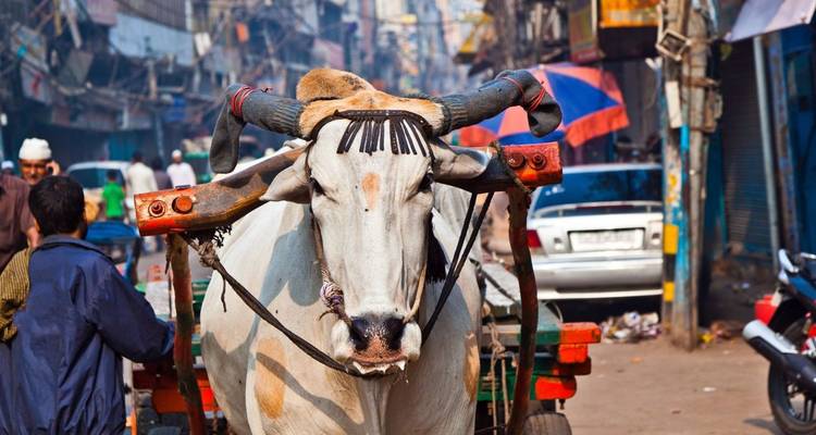Ein geschmückter Ochse zieht einen Holzkarren durch einen belebten, chaotischen Straßenmarkt in Alt-Delhi.