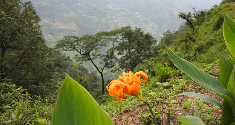 Leuchtend orange Lilie, die auf einem üppigen Hügel blüht und neblige grüne Täler in Sikkim überblickt.