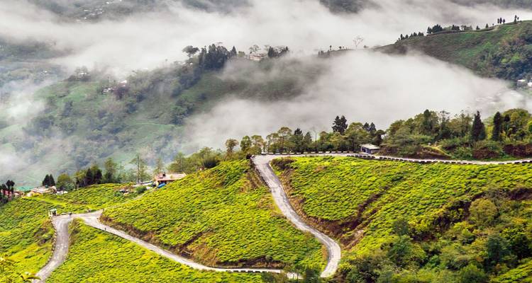 Nebel zieht über hügelige grüne Teeplantagen, die von einer gewundenen Bergstraße durchquert werden.