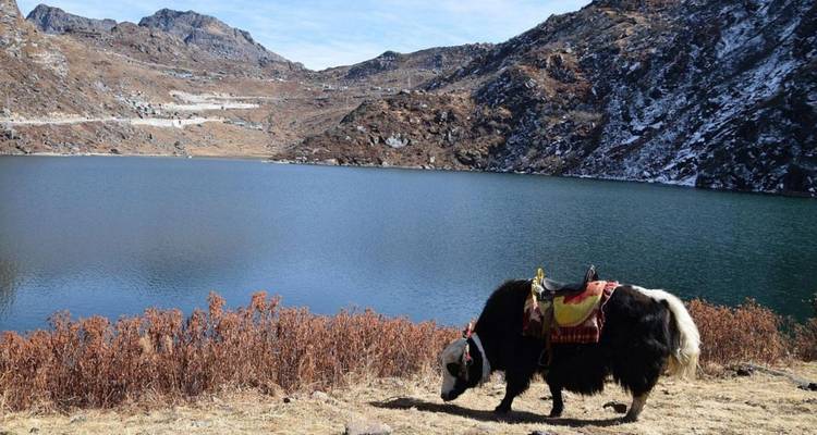 Een gezadelde yak die graast naast een turquoise hooggelegen meer omringd door rotsachtige met sneeuw bestoven bergen.