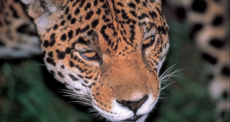 Close-up portrait of jaguar highlighting eyes and patterned fur.