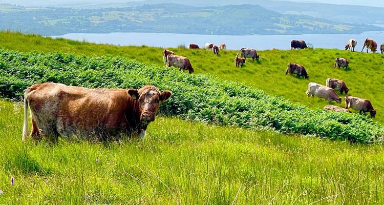 El ganado pasta en exuberantes praderas verdes en las laderas que dominan un lago distante y tierras de cultivo ondulantes.