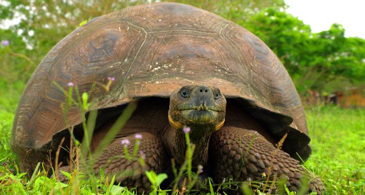 Close-up of a giant Galápagos tortoise resting in green grass and wildflowers.