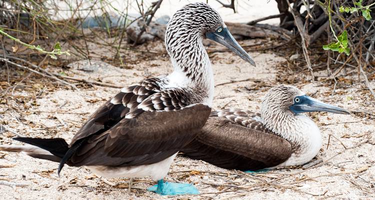 Two blue-footed boobies rest on sandy ground beneath sparse shrubs.
