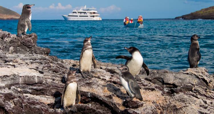Several Galápagos penguins stand on volcanic rocks by turquoise sea with a yacht in the background.