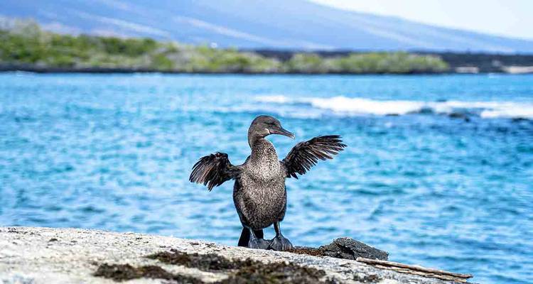 A flightless cormorant spreads its wings on a rocky shoreline with blue water beyond.
