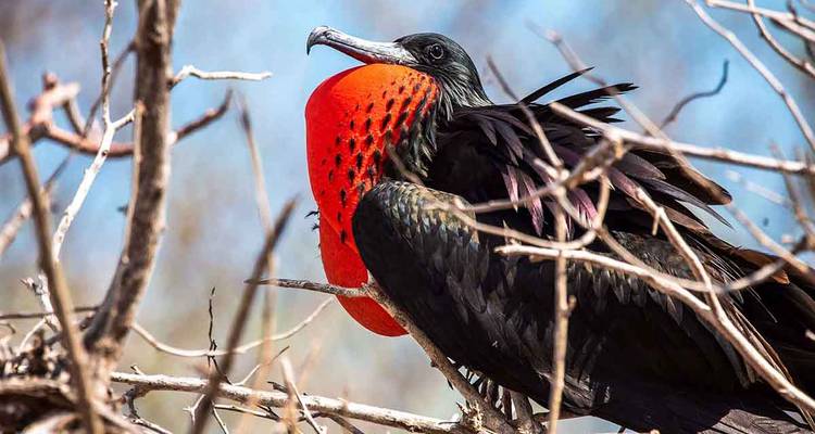 Magnificent frigatebird with bright red throat pouch perched among dry branches.