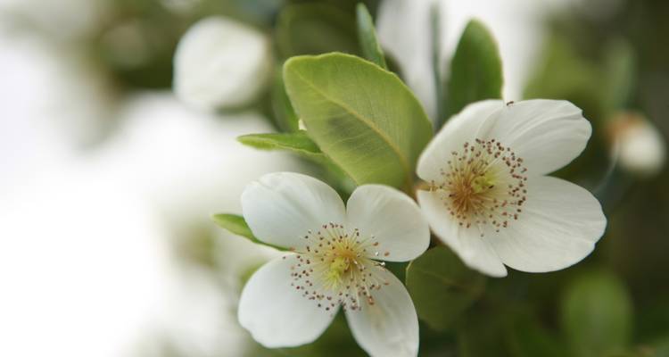Nahaufnahme von zarten weißen Wüstenblumen in Blüte