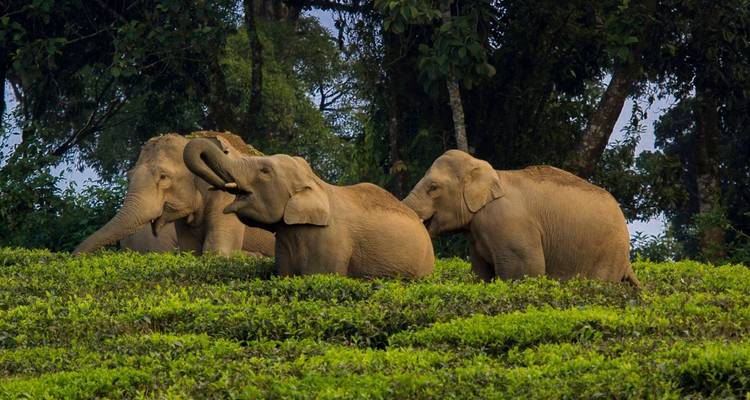 Drie olifanten die foerageren tussen glooiende theeplantages