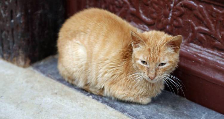 Chat roux recroquevillé sur un seuil de pierre à côté d'un mur en bois sculpté