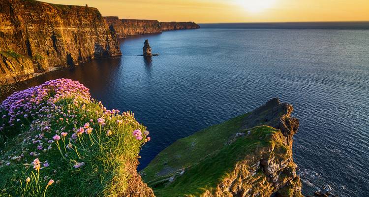 Lebendige Blüten auf den Klippen von Moher bei Sonnenuntergang mit dem sich dahinter erstreckenden Atlantik