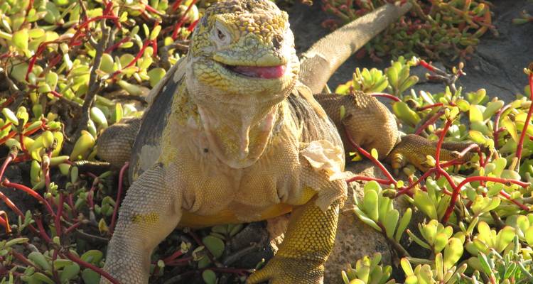 Golden Galápagos land iguana surrounded by succulent plants and red stems.