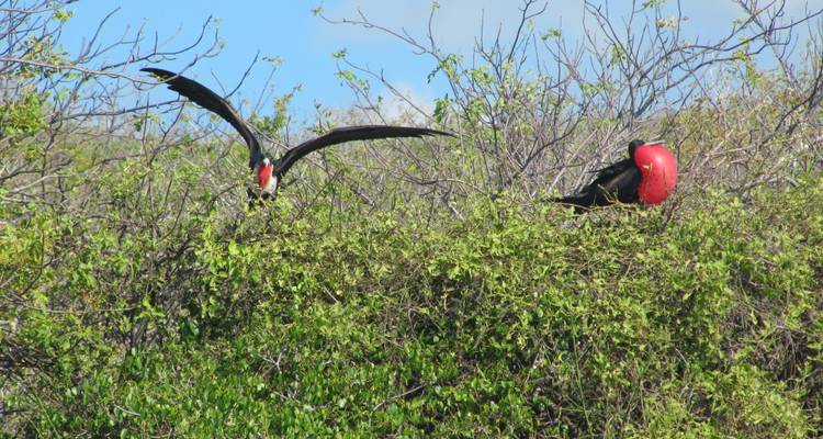 Two magnificent frigatebirds with inflated red pouches perch and soar above green shrubs.