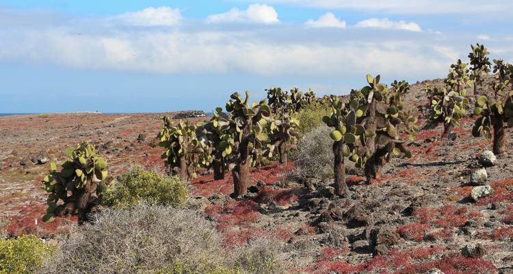Field of Opuntia cacti scattered across reddish volcanic terrain under partly cloudy sky.
