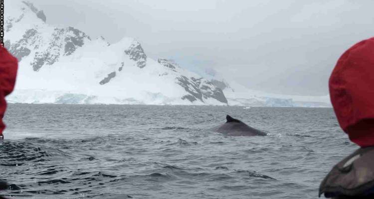 Whale dorsal fin surfaces near Zodiac boat with red-jacketed passengers against snowy Antarctic coast.