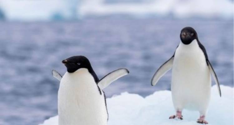 Two Adélie penguins standing on snowy ice with the dark blue Antarctic Ocean blurred in the background.