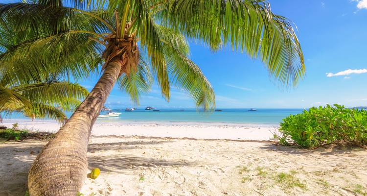 Sich neigende Palme über weißem Sandstrand mit Booten, die im ruhigen blauen Meer vor Anker liegen.