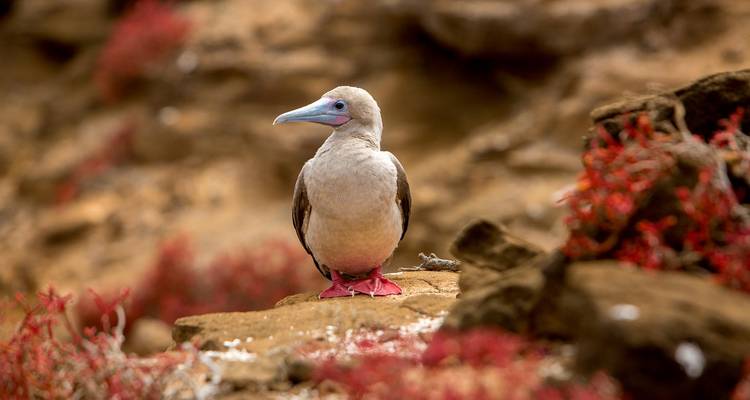 Solitary red-footed booby standing on a rocky perch surrounded by red vegetation.