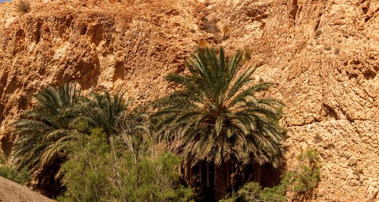 Paroi de canyon désertique avec de luxuriants palmiers dattiers et des arbustes clairsemés poussant à sa base sous un soleil éclatant.