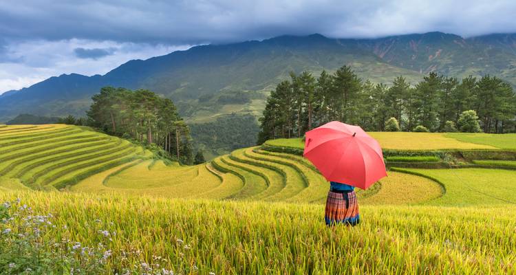 Person mit leuchtend rotem Regenschirm überblickt goldene Reisterrassen unter dramatischen Wolken.