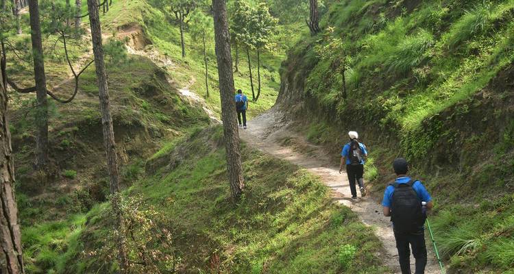 Tres excursionistas con mochilas caminan por un sendero estrecho del bosque a través de exuberantes colinas verdes.