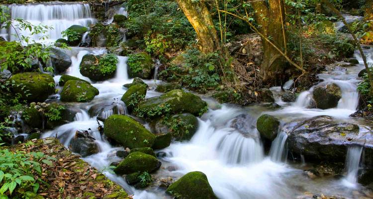 Cascadas sedosas de larga exposición caen sobre rocas cubiertas de musgo en un denso bosque verde.