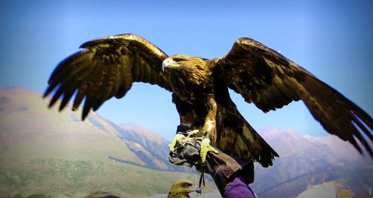 Gros plan d'un aigle royal perché sur le gant de fauconnier avec des montagnes en arrière-plan