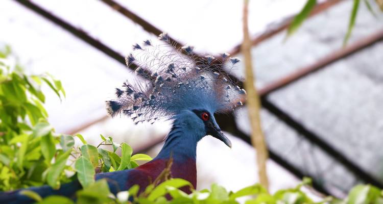 Detailed side profile of a crowned pigeon displaying its ornate feather crest amid leafy greenery.