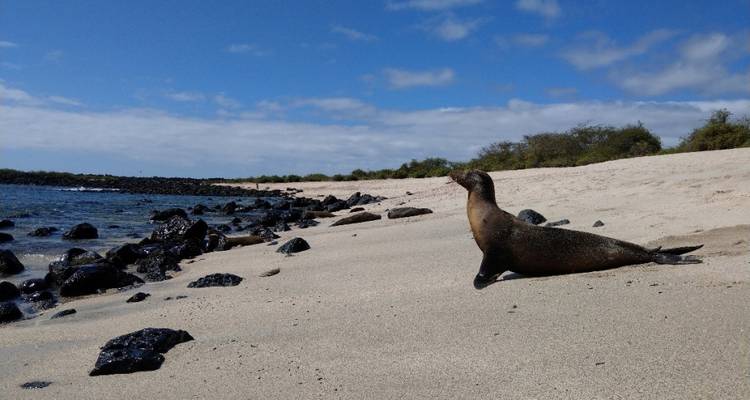 Seelöwe, der an einem weißen Sandstrand mit schwarzen Vulkangesteinen und blauem Ozean ruht