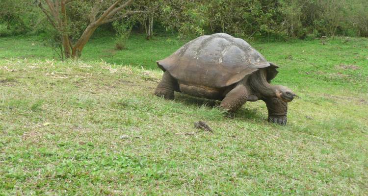 Riesige Galapagos-Schildkröte grast auf grasigem Hügelhang