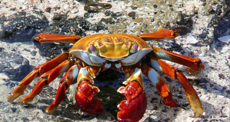 Hell gefärbte Sally Lightfoot-Krabbe auf nassen Vulkangesteinen