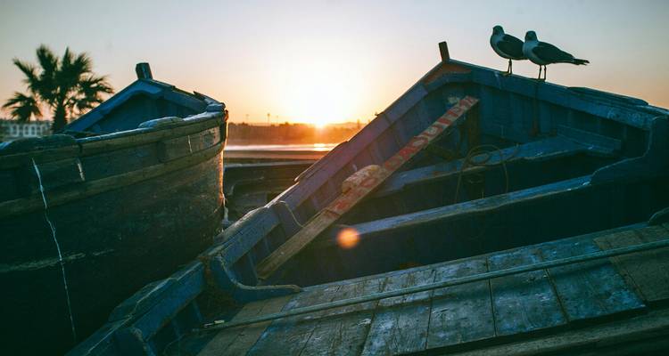 Meeuwen die op blauwe boten zitten bij zonsopgang met gouden licht op de haven
