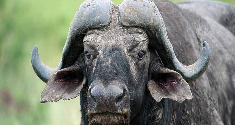 Portrait en gros plan d'un buffle du Cap regardant intensément avec des cornes courbées massives.