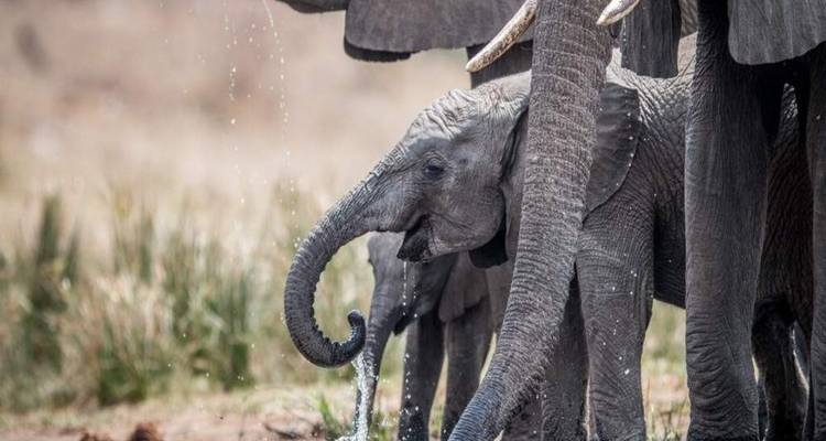 Bébé éléphant buvant sous de grands éléphants adultes avec des gouttelettes d'eau qui éclaboussent autour.