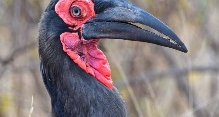 Gros plan d'un oiseau noir saisissant avec une peau faciale rouge vif et un long bec courbé.