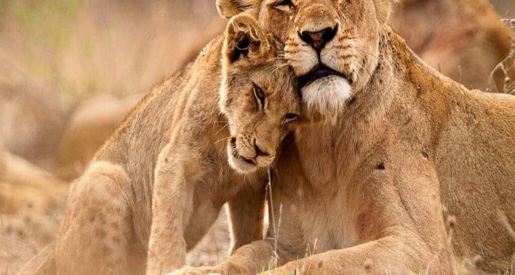 Lionne câlinant affectueusement son petit au milieu des herbes de la savane éclairées par le soleil.