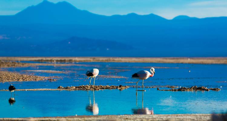 Flamingos watend in einer leuchtend blauen Salzlagune vor der Kulisse ferner Andengipfel.